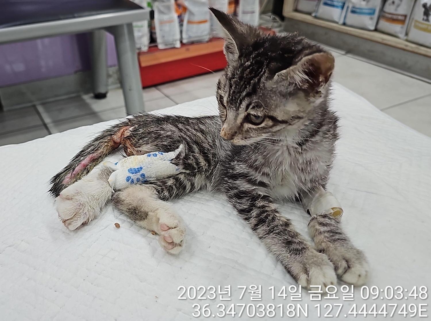 한국 고양이 이미지 파일 입니다.